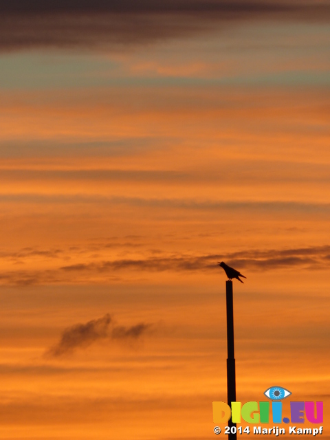 FZ008885 Raven on pole at sunrise